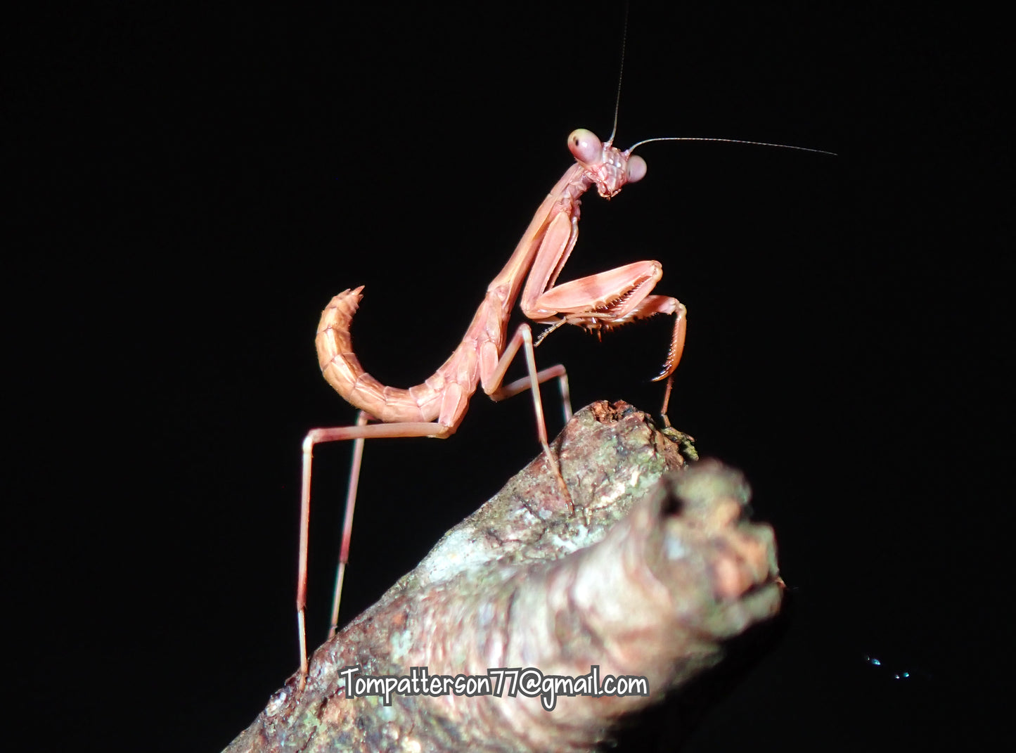Tamolanica tamolana “ Hooded Horror mantis” 2nd - 3rd instar