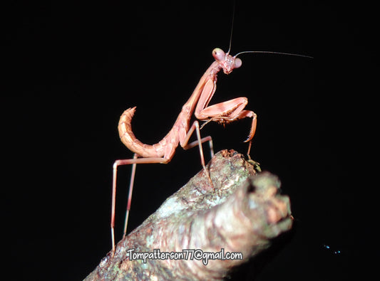 Tamolanica tamolana “ Hooded Horror mantis” 2nd - 3rd instar