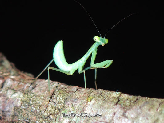 Sphodromantis viridis “Giant African mantis” 2nd - 3rd instar