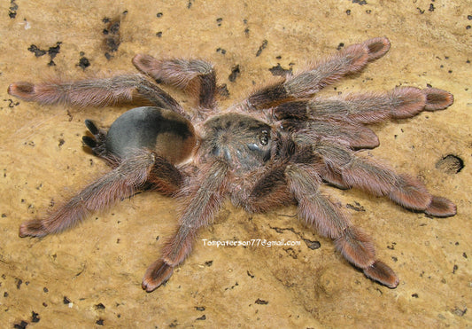 Psalmopoeus emeraldus