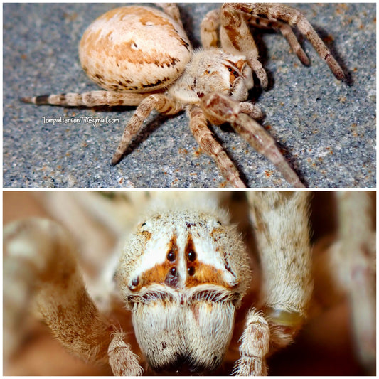 Stegodyphus dufouri “African Desert Velvet Spider” (suspected females)