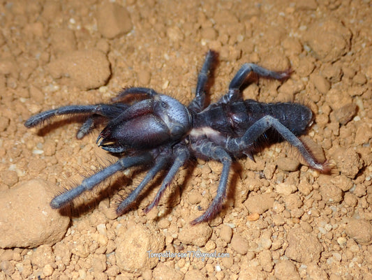 Rhagodes sp. “Egypt” 2” - 3”