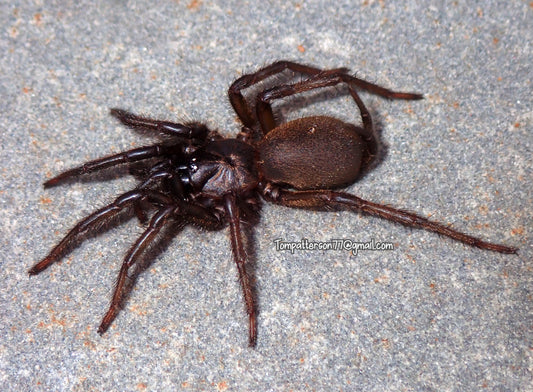 Vacrothele palpator (ex. Macrothele) 1” - 2”