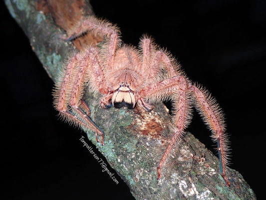 Heteropoda davidbowie 2” - 3” females