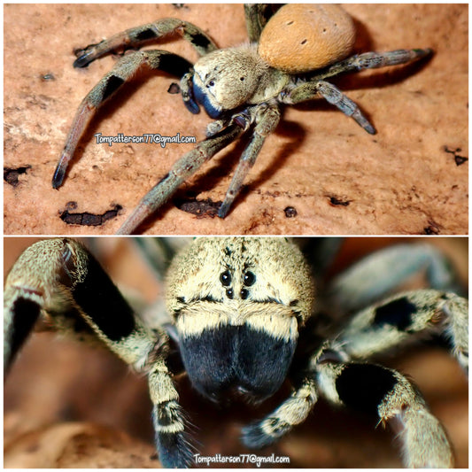 Stegodyphus tibialis 1/2” - 1”