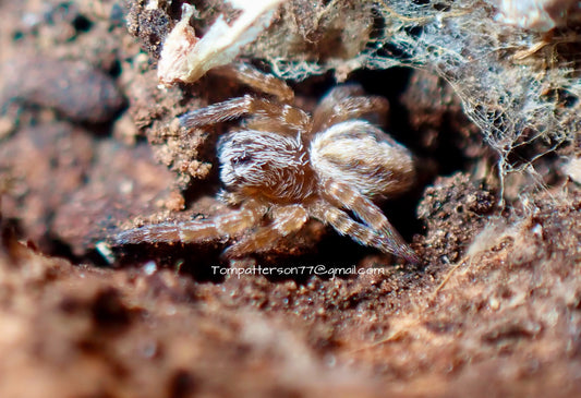 Stegodyphus lineatus “African Lined Velvet Spider” 1/8”