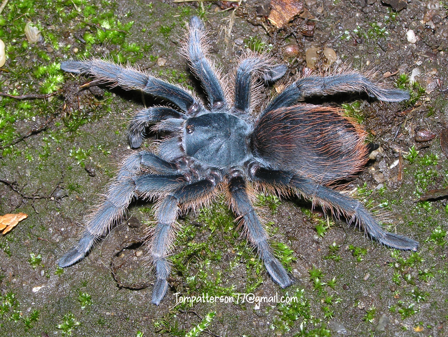 Aphonopelma marxi 1/4”