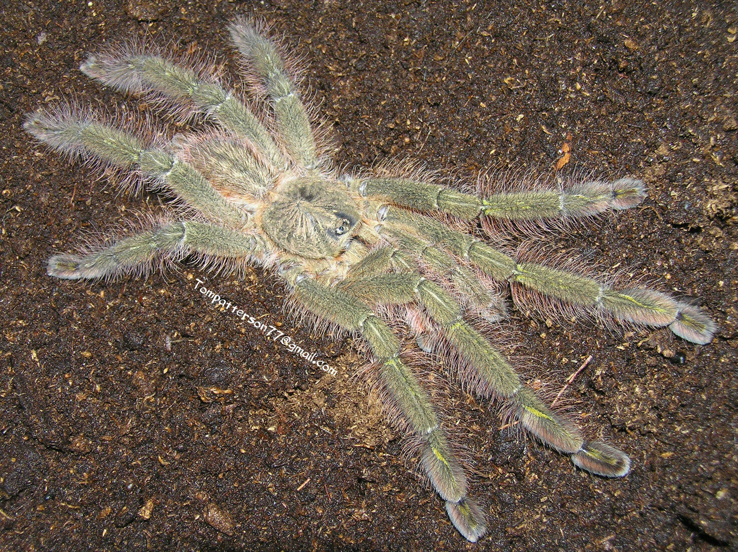 Poecilotheria rufilata 1.5”