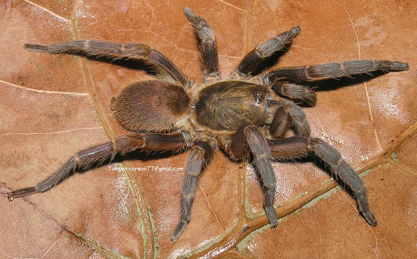 Euthycaelus colonica 1/2”