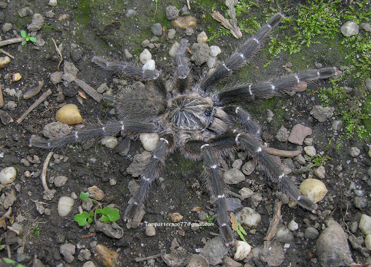 Pterinochilus murinus DCF “Mikumi” 3/4”