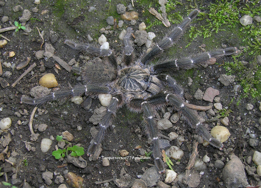 Pterinochilus murinus DCF “Mikumi” 3/4”