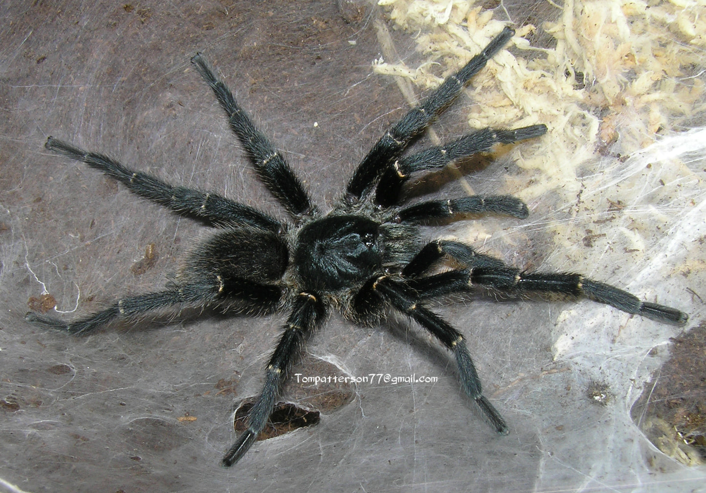 Harpactira marksi 3/4”