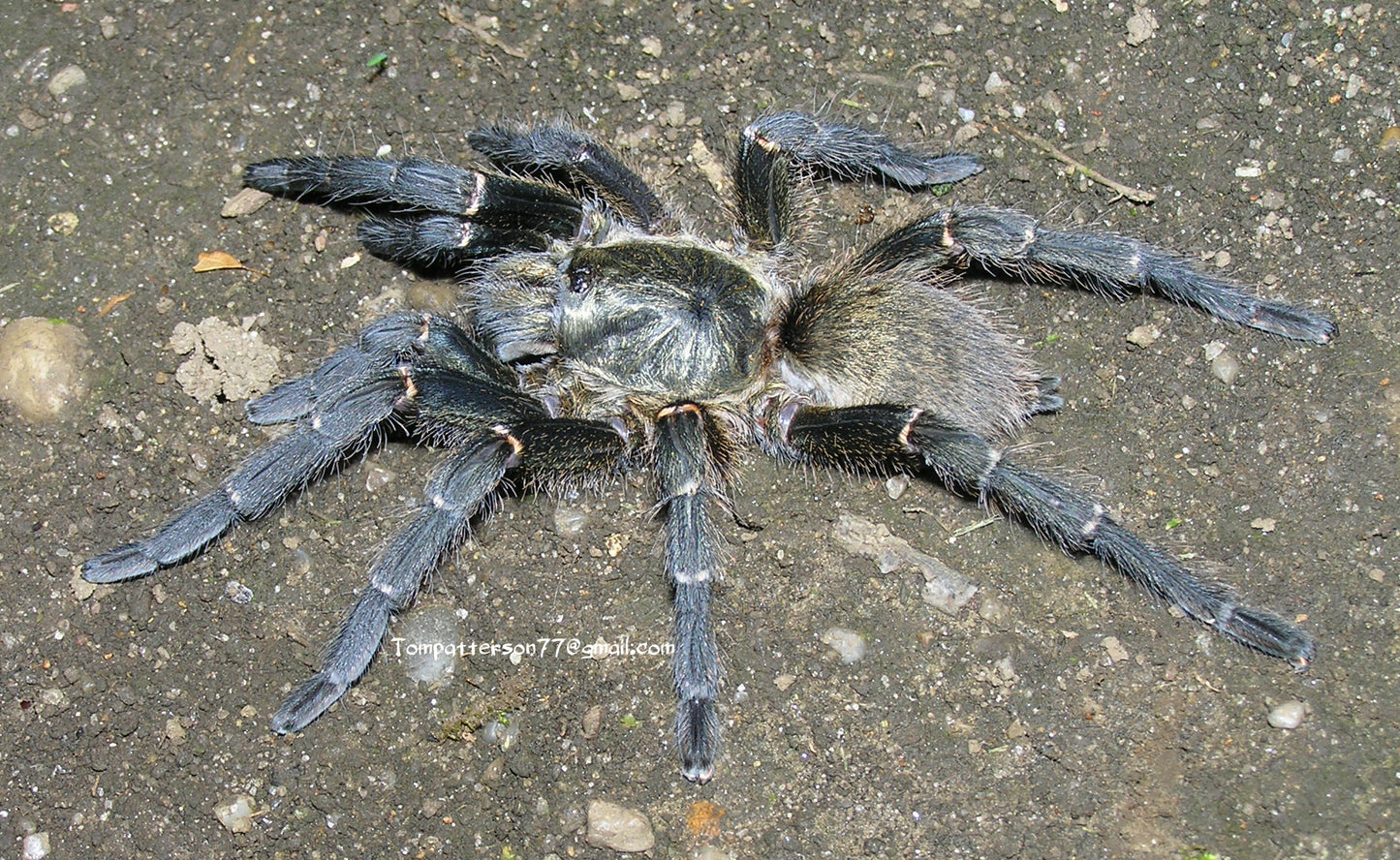 Harpactira marksi 3/4”