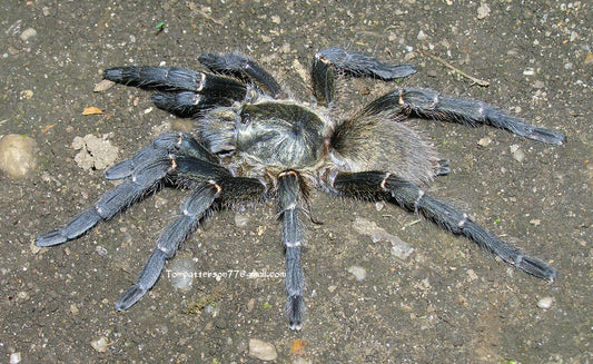 Harpactira marksi 3/4”