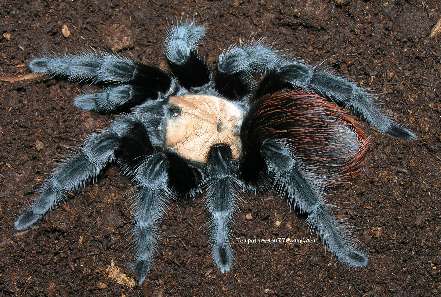 Brachypelma albiceps 1/4”