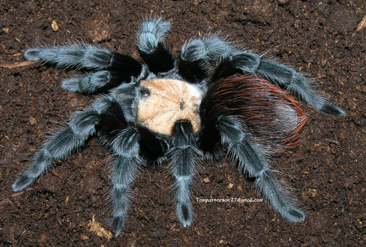 Brachypelma albiceps 1/4”