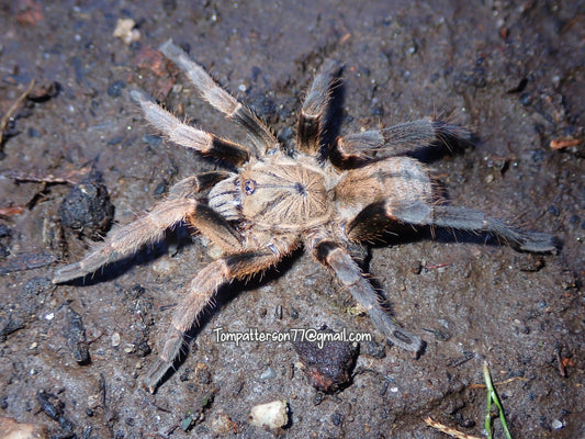Ornithoctoninae sp. “Veronica” 3” (suspected female)
