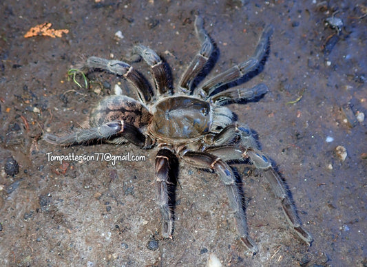 Cyriopagopus vonwirthi 6” (females)