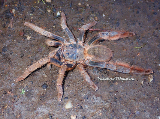 Magnacrus tongmianensis 5” - 6” (suspected female)