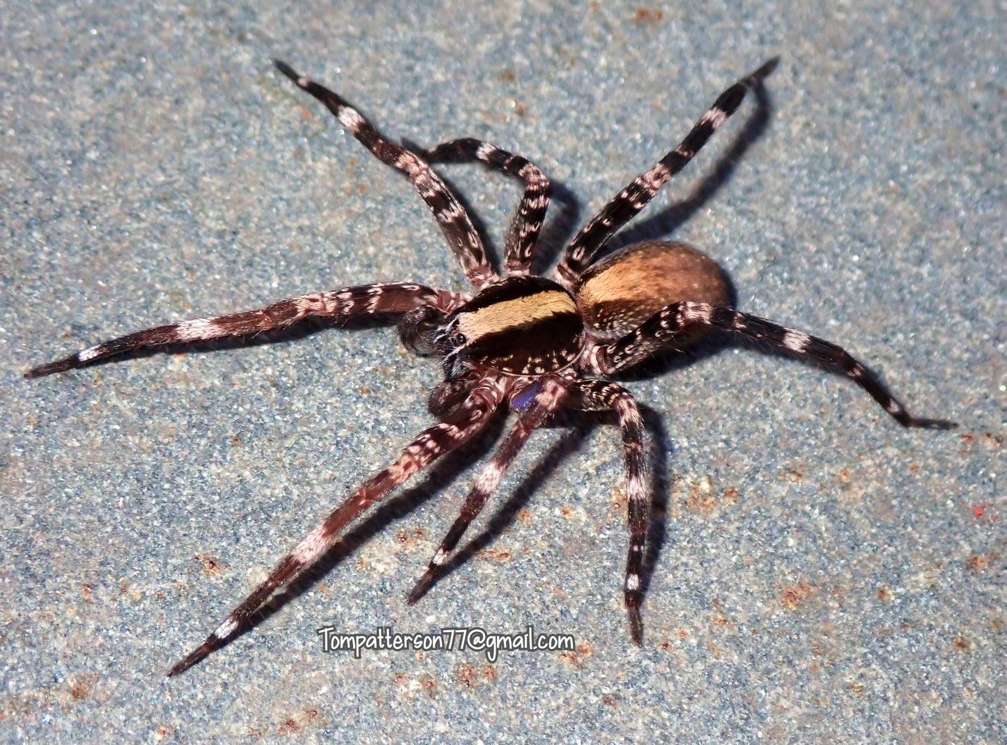 Ohvida sp. “Cuba” 1/4”