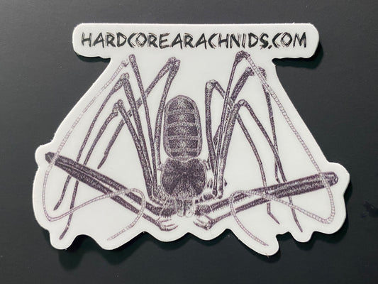 3” Vinyl sticker (Amblypygi)
