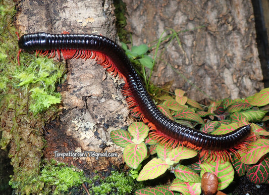 Alienostreptus bicoloripes “Giant Red Ghost Rider millipede” 9” - 10”