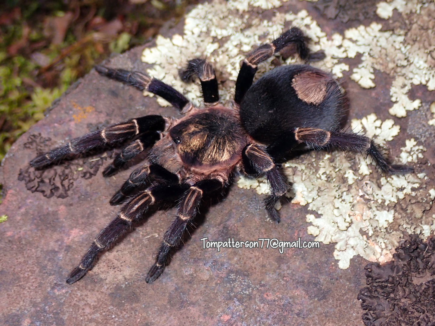 Hapalotremus sp. 'Inca Gold' 1/2”