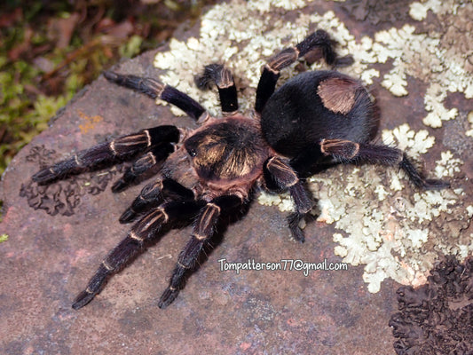 Hapalotremus sp. 'Inca Gold' 1/2”