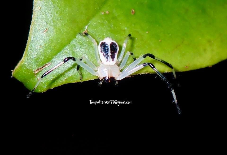 Platythomisus sp. Indonesia 1/4”