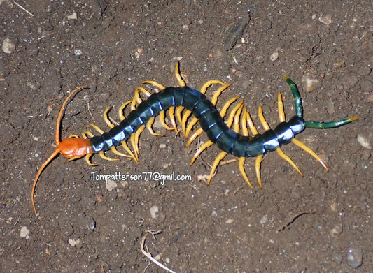 Scolopendra castaneiceps