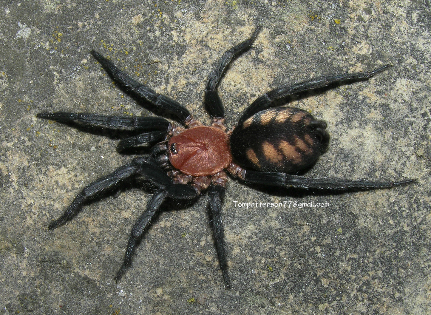 Diplura sanguinea 1.5”