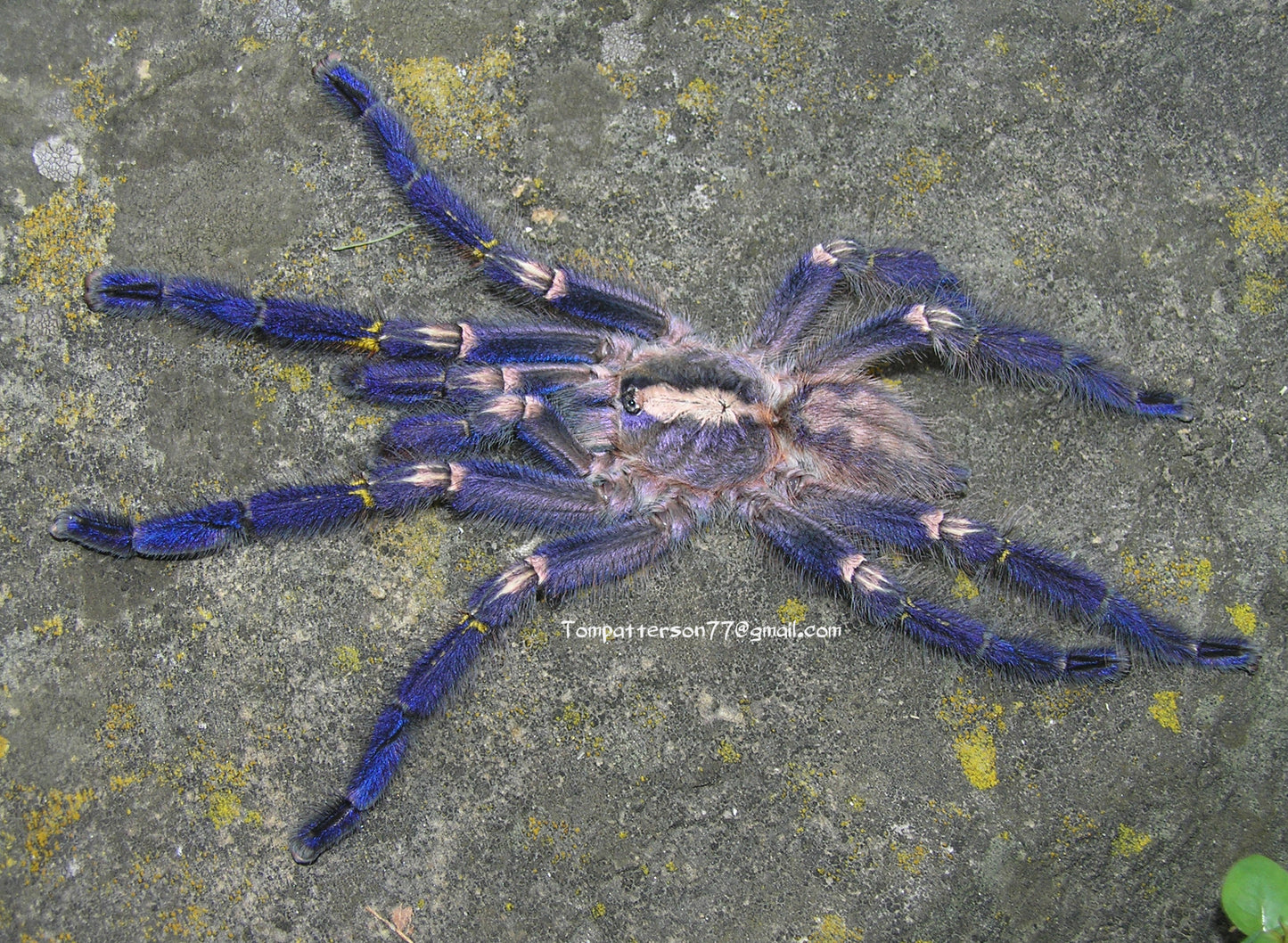 Poecilotheria metallica 1”