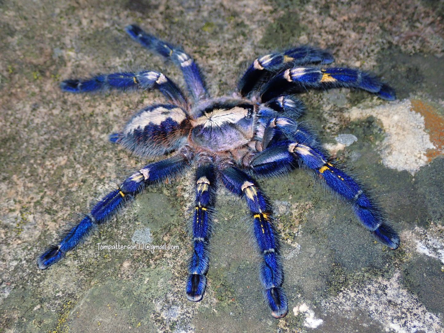 Poecilotheria metallica 1”