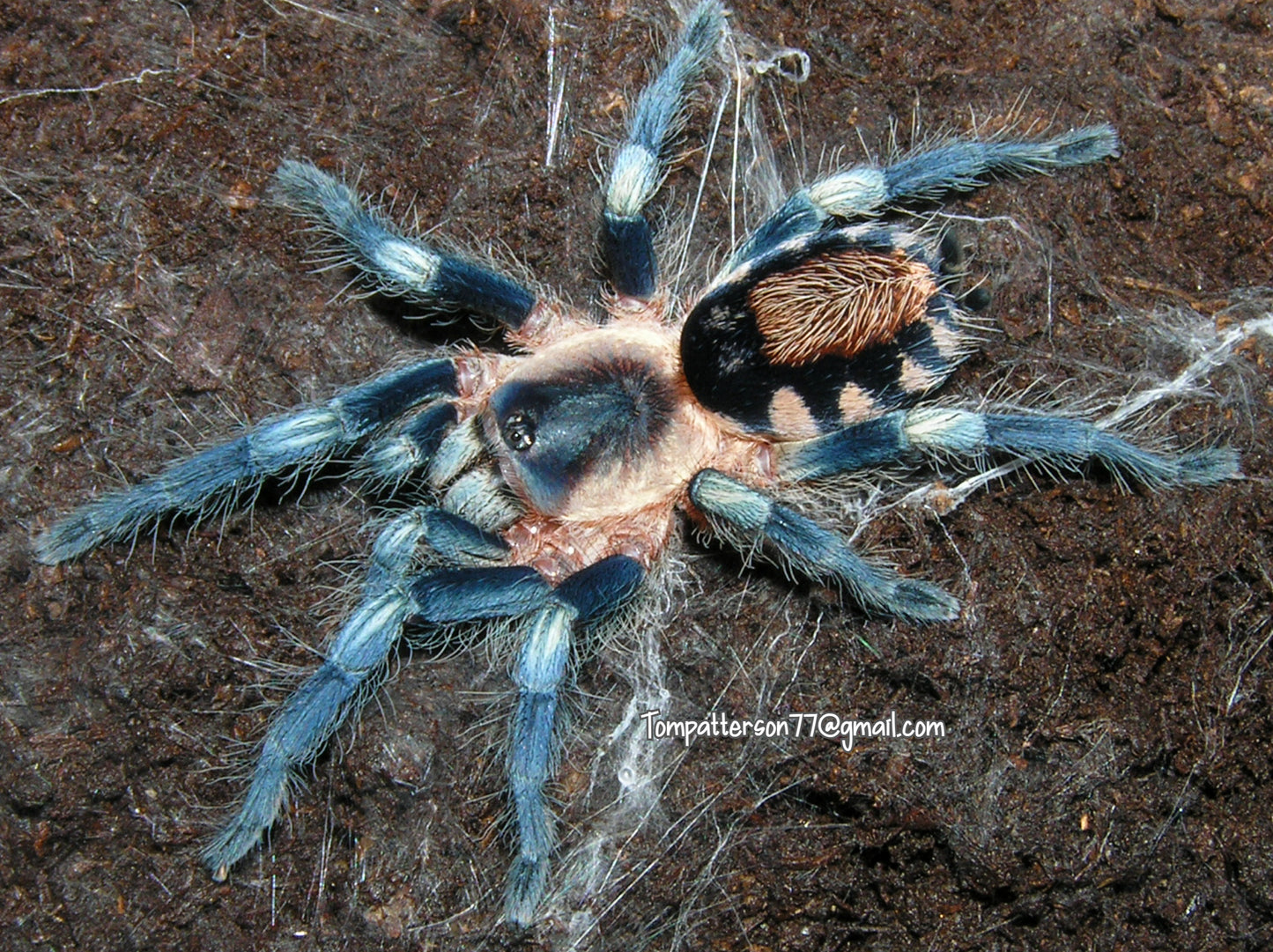 Cyriocosmus ritae 1/4”
