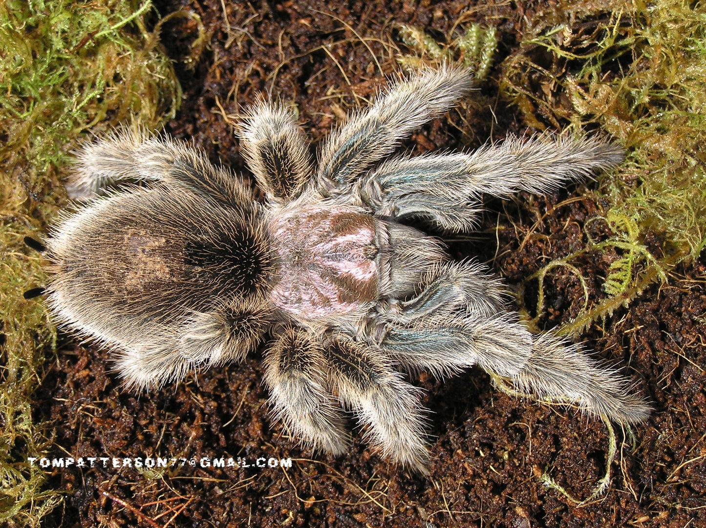 Grammostola rosea