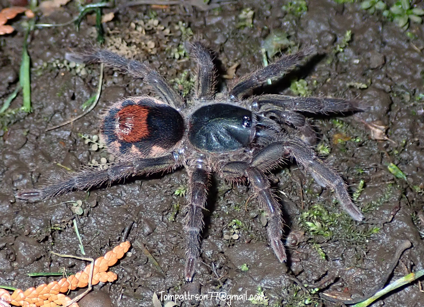 Neostenotarsus sp. 'Suriname' 1/4”