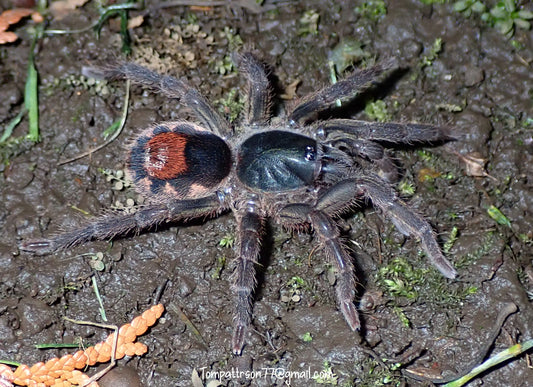 Neostenotarsus sp. 'Suriname' 1/8” - 1/4”