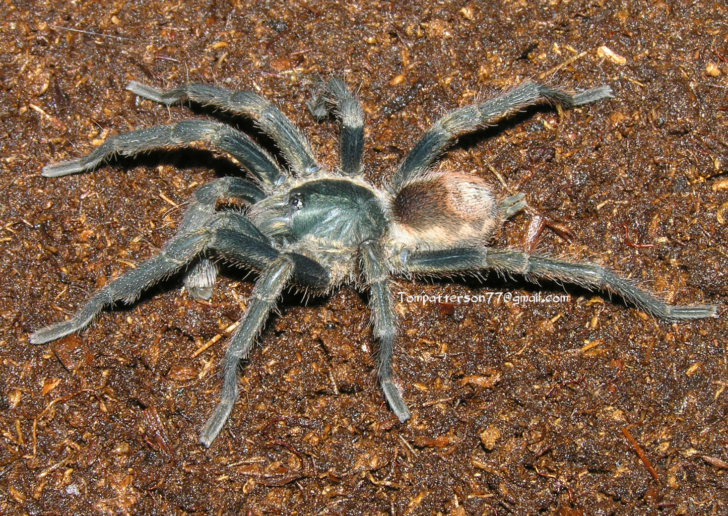 Neostenotarsus sp. 'Suriname' 1/4”