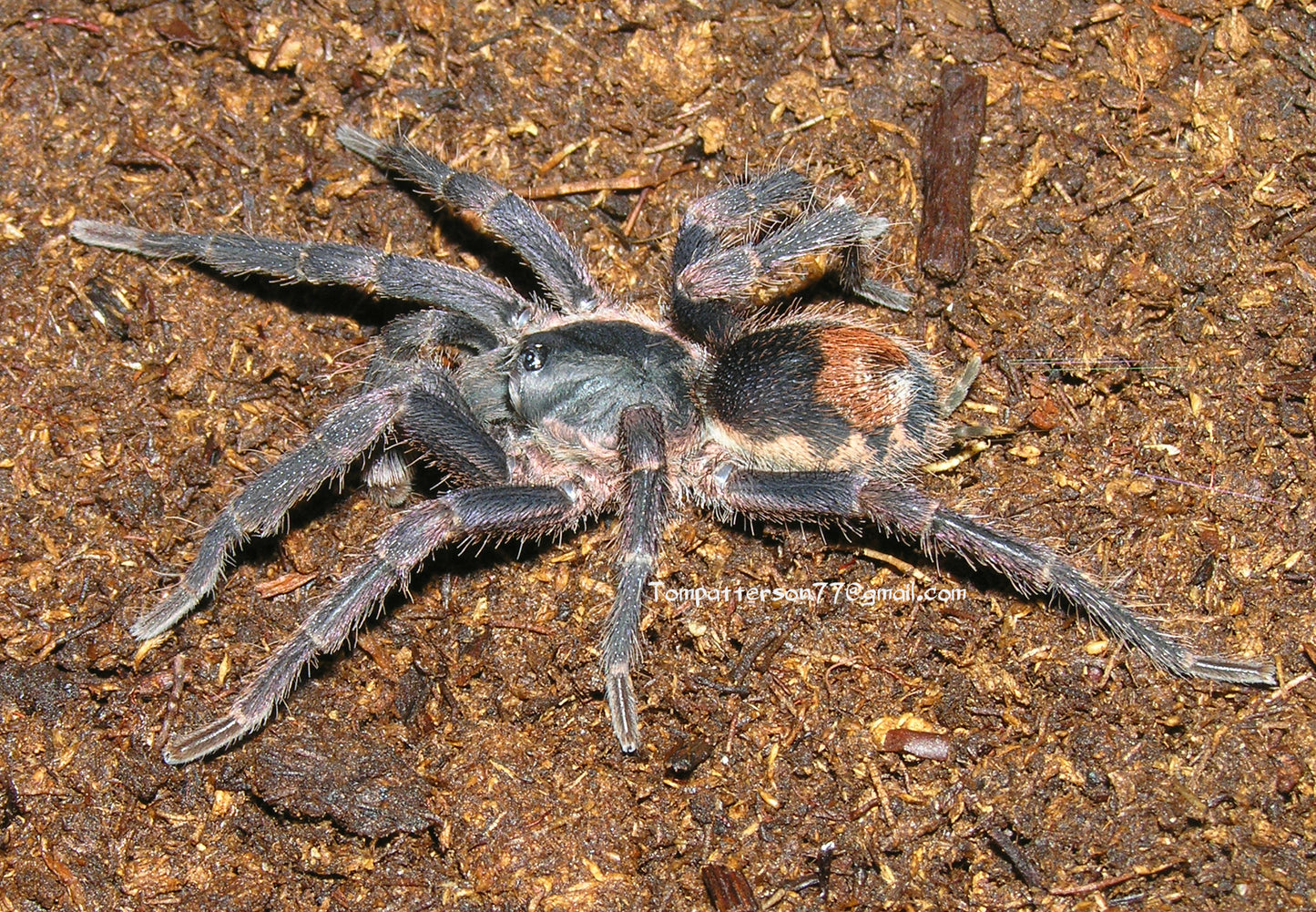 Neostenotarsus sp. 'Suriname' 1/4”