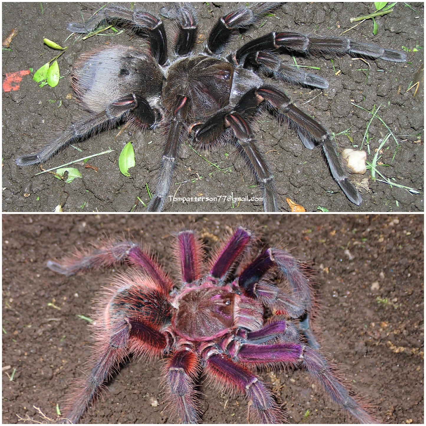 Theraphosa apophysis sexed pair