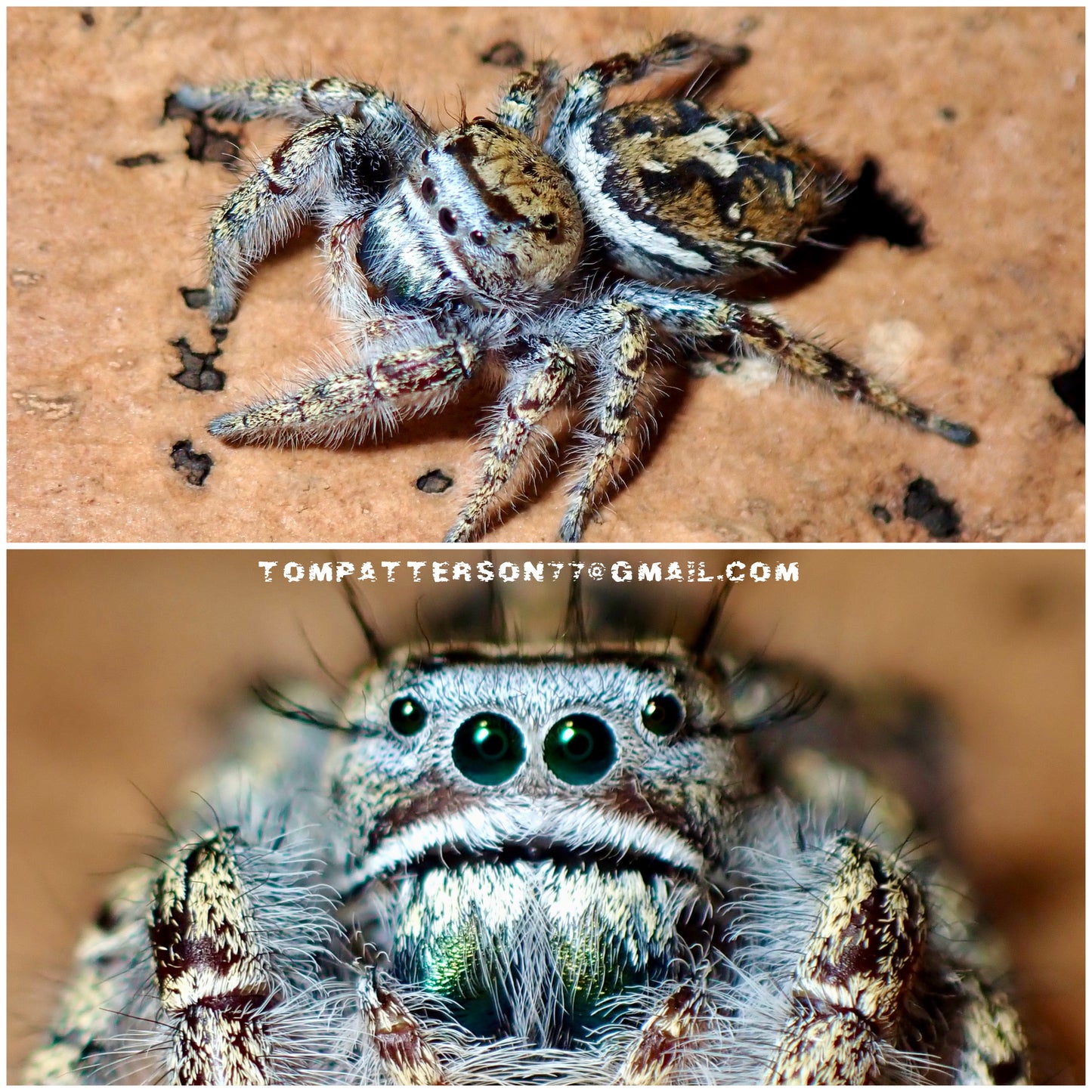 Phidippus carolinensis (Carolina Jumping Spider) pairs