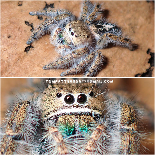 Phidippus texanus females (Texan Jumping Spider)