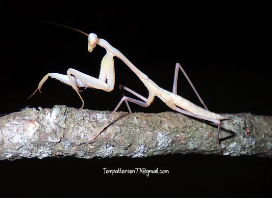 Hierodula membranacea “Giant Asian mantis” 6th - 7th instar