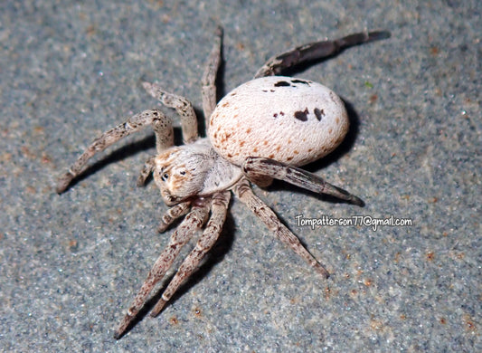 Stegodyphus lineatus “African spotted Velvet Spider”