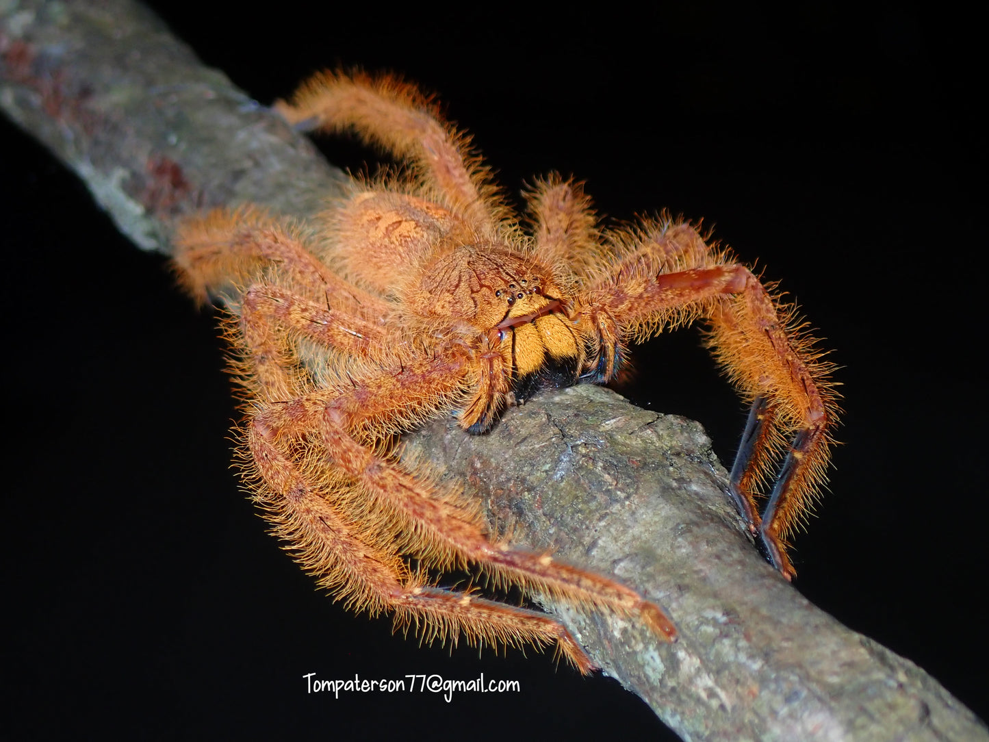 Heteropoda davidbowie 2” - 3” unsexed “Orange morph”