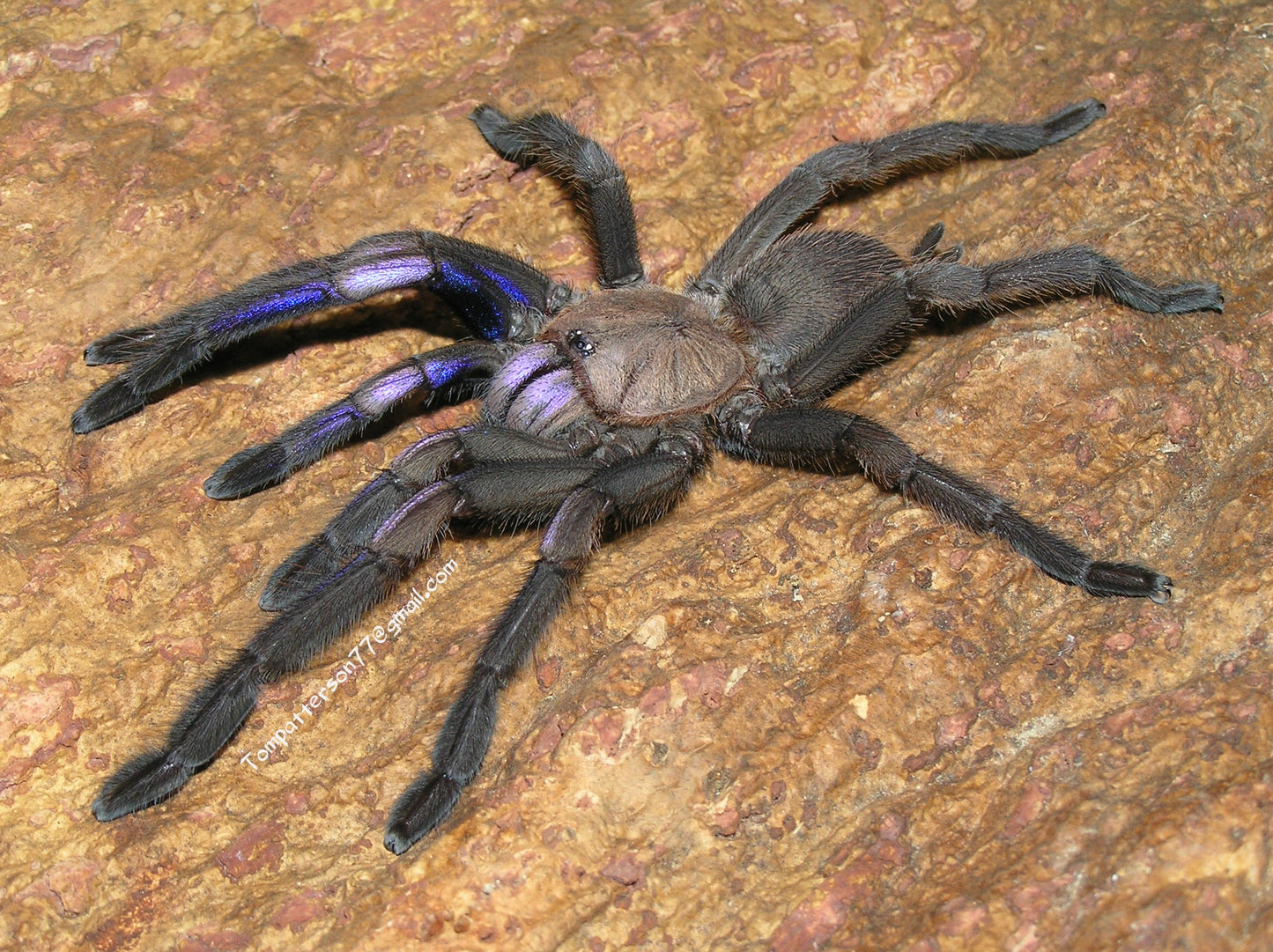 Chilobrachys natanicharum group of 5