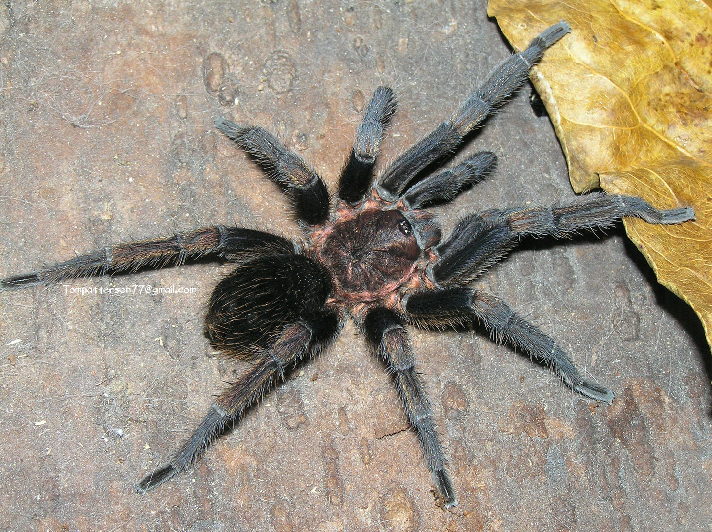 Aphonopelma cf. burica