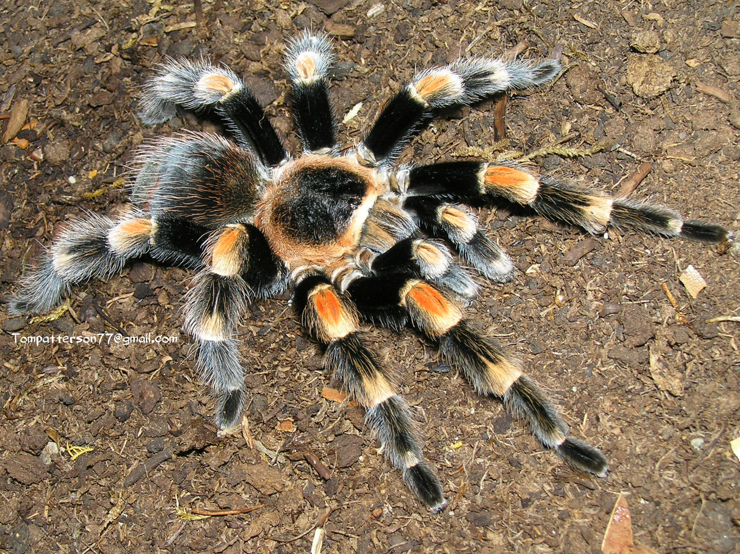 Brachypelma hamorii