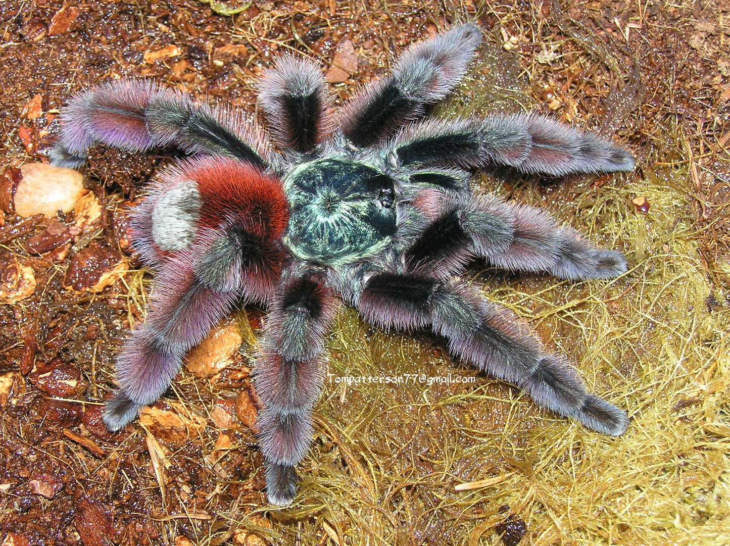 Caribena versicolor 3/4”
