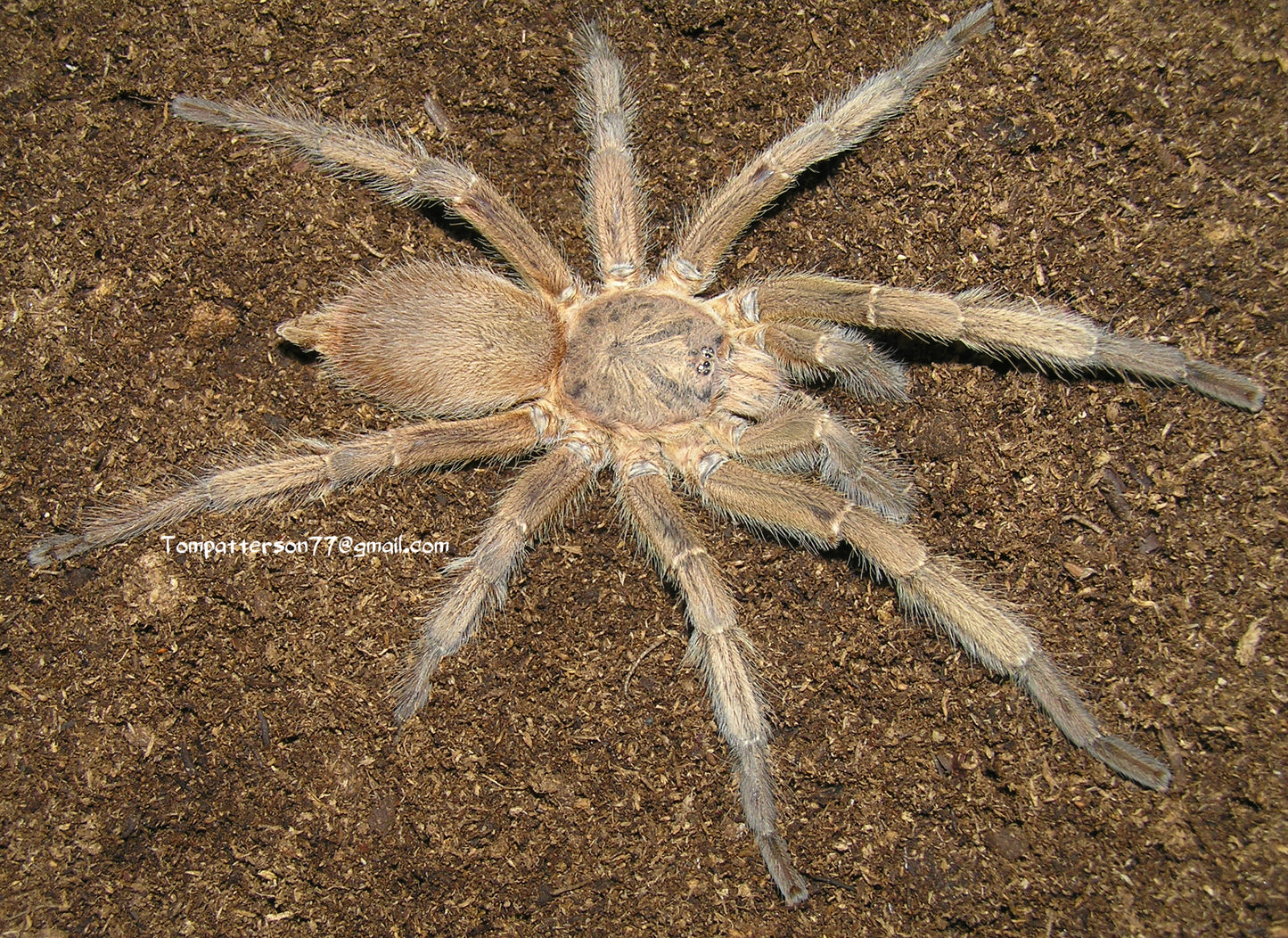 Chilobrachys huahini